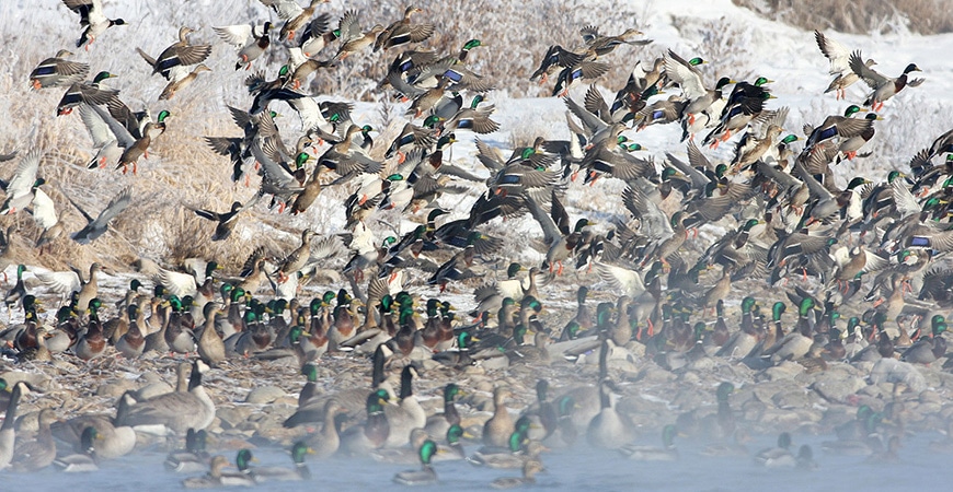 ducks-unlimited-canada-american-friends-of-canadian-conservation