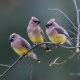 Cedar Waxwings breed in Canada then migrate to the southern US, or Central America, for the winter.